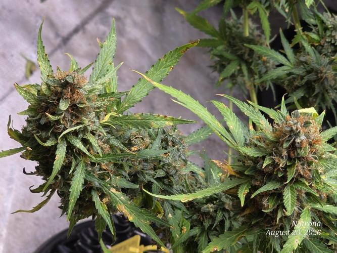 White Widow X Crystal Meth Outside 2026. Week 16