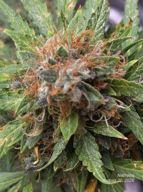 White Widow X Crystal Meth Outside 2026. Week 16