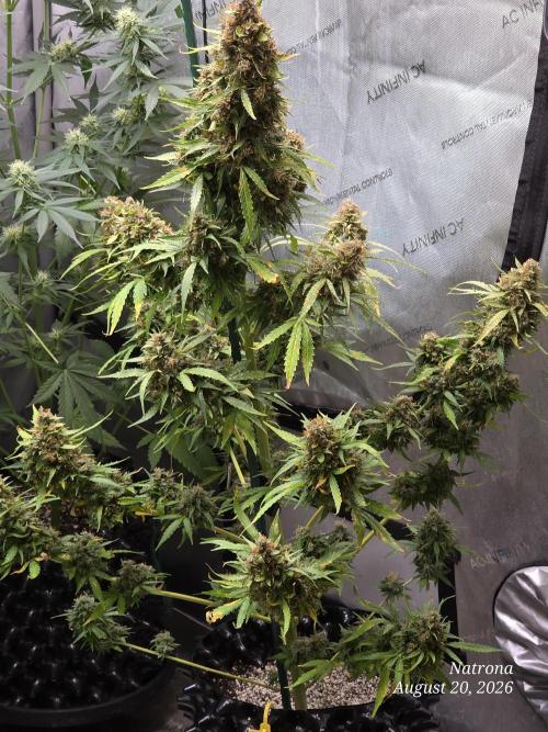 White Widow X Crystal Meth Outside 2026. Week 16