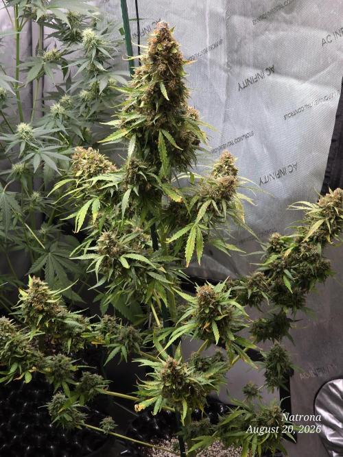 White Widow X Crystal Meth Outside 2026. Week 16