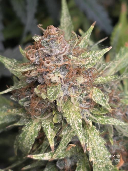 White Widow X Crystal Meth Outside 2026. Week 16