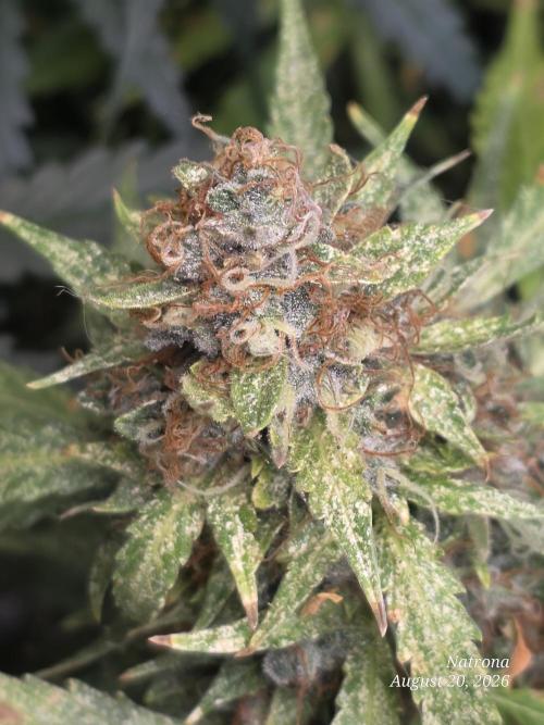 White Widow X Crystal Meth Outside 2026. Week 16