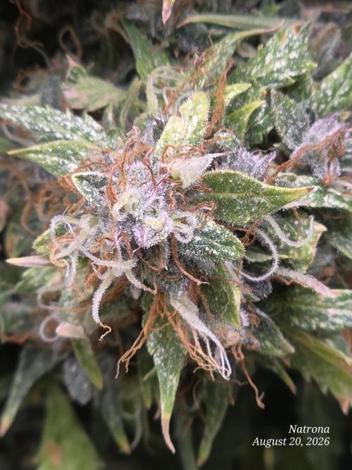 White Widow X Crystal Meth Outside 2026. Week 16