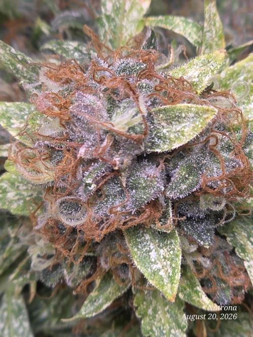 White Widow X Crystal Meth Outside 2026. Week 16 - Lots of brown hairs