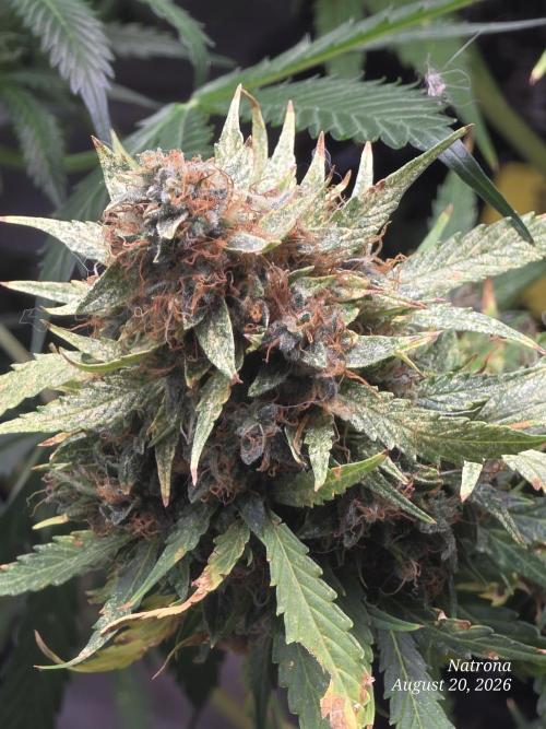 White Widow X Crystal Meth Outside 2026. Week 16