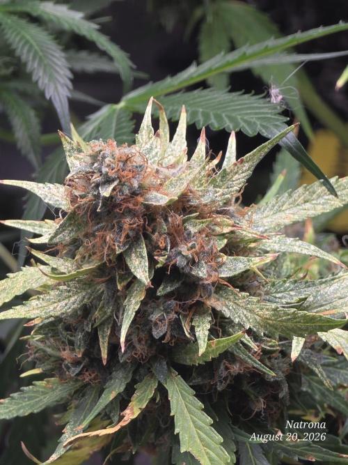 White Widow X Crystal Meth Outside 2026. Week 16