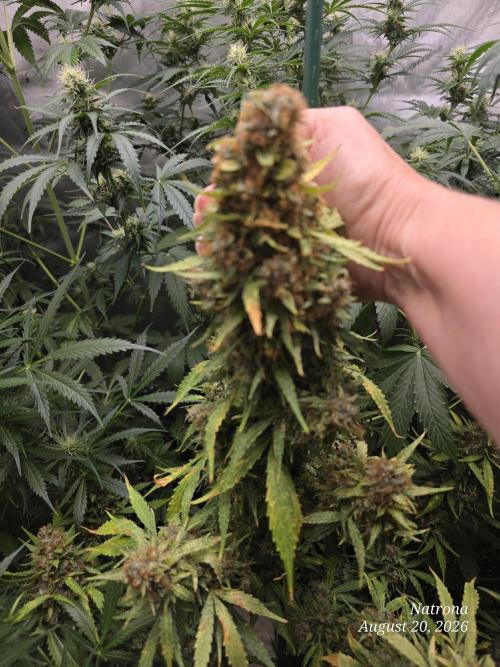 White Widow X Crystal Meth Outside 2026. Week 16