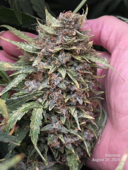 White Widow X Crystal Meth Outside 2026. Week 16