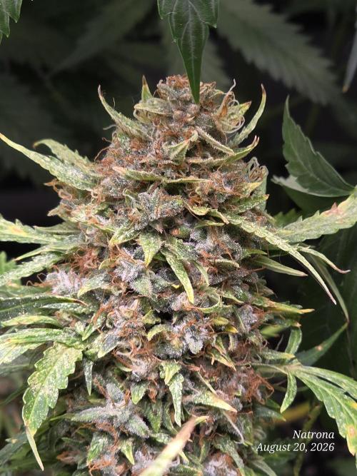 White Widow X Crystal Meth Outside 2026. Week 16