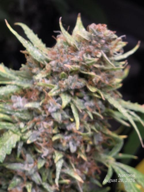 White Widow X Crystal Meth Outside 2026. Week 16