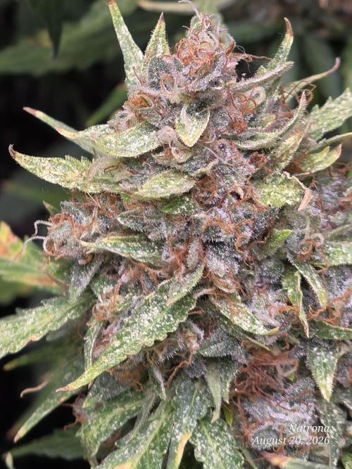 White Widow X Crystal Meth Outside 2026. Week 16