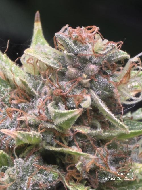 White Widow X Crystal Meth Outside 2026. Week 16