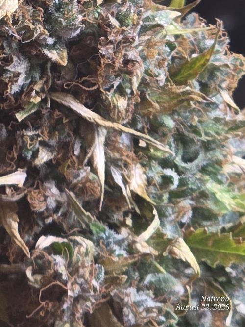 White Widow X Crystal Meth Outside 2026. Week 16 - After alcohol spray