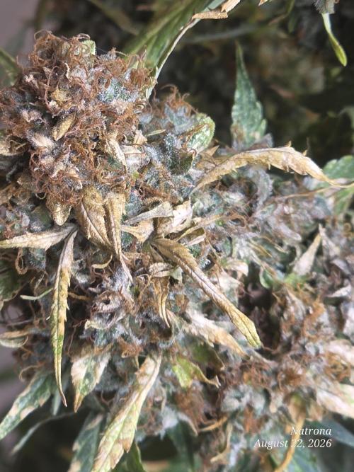 White Widow X Crystal Meth Outside 2026. Week 16 - Burned leaves