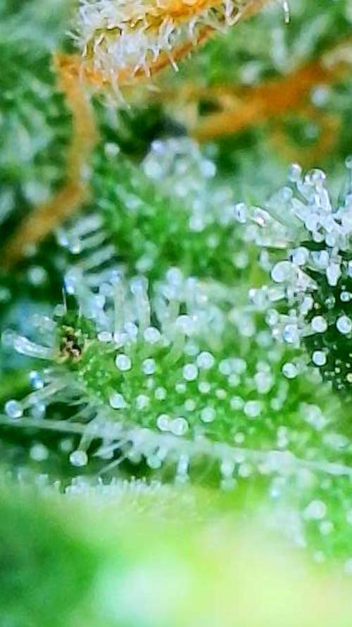 White Widow X Crystal Meth Outside 2026. Week 16