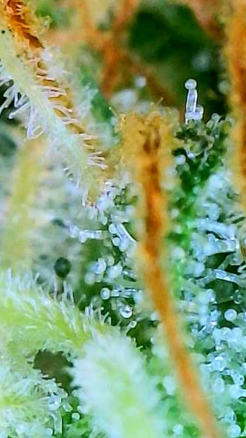 White Widow X Crystal Meth Outside 2026. Week 16