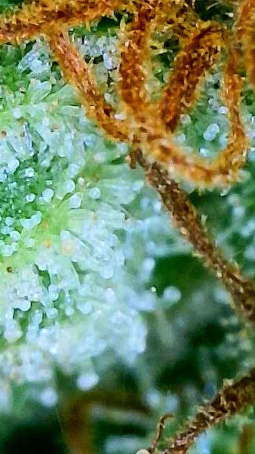 White Widow X Crystal Meth Outside 2026. Week 16