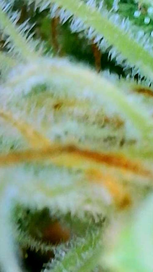 White Widow X Crystal Meth Outside 2026. Week 16 - So many hairs