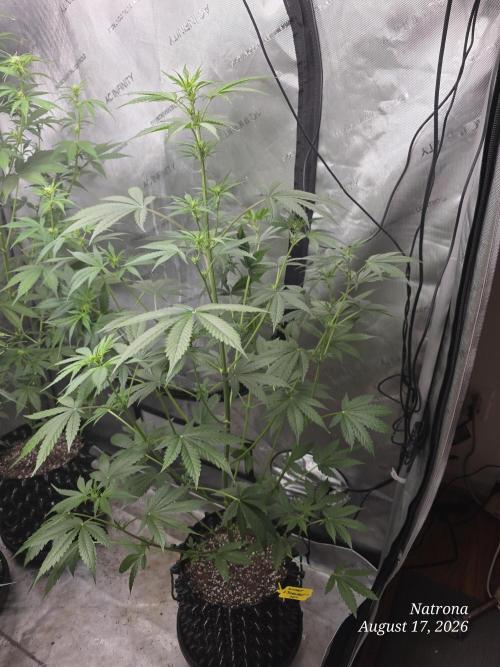 Sunset Sherbet auto. Week 6