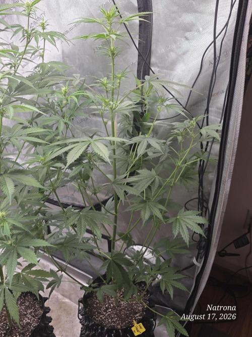 Sunset Sherbet auto. Week 6