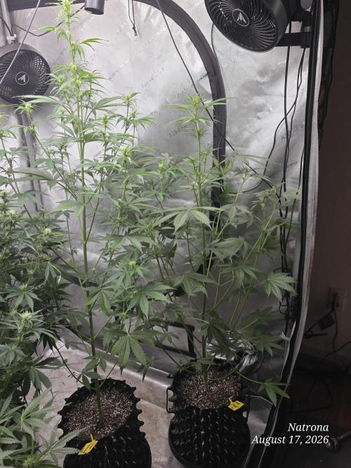 Sunset Sherbet auto. Week 6