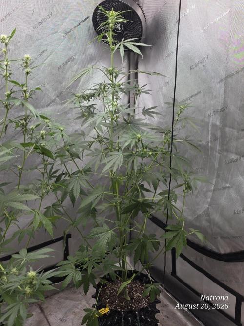 Sunset Sherbet auto. Week 6