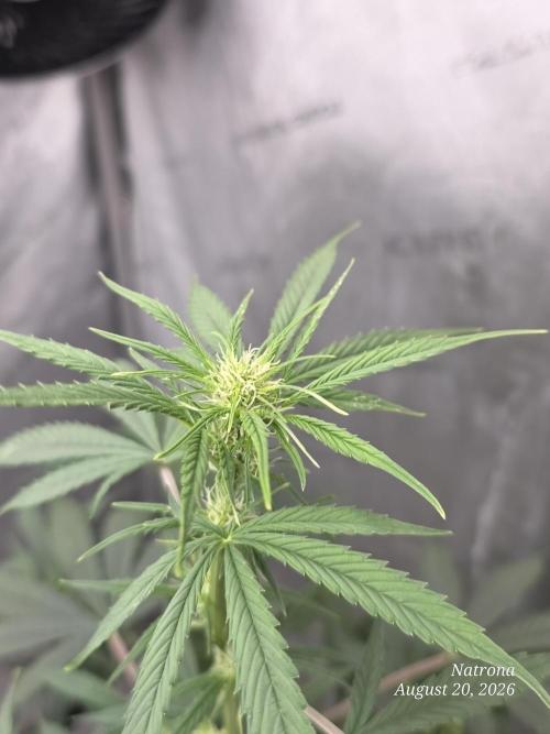 Sunset Sherbet auto. Week 6