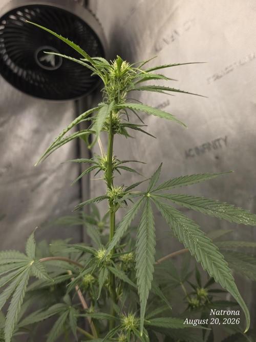 Sunset Sherbet auto. Week 6