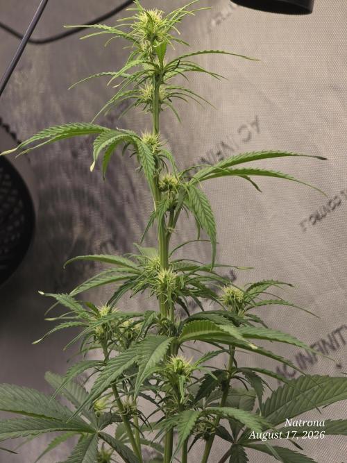 Sunset Sherbet auto. Week 6