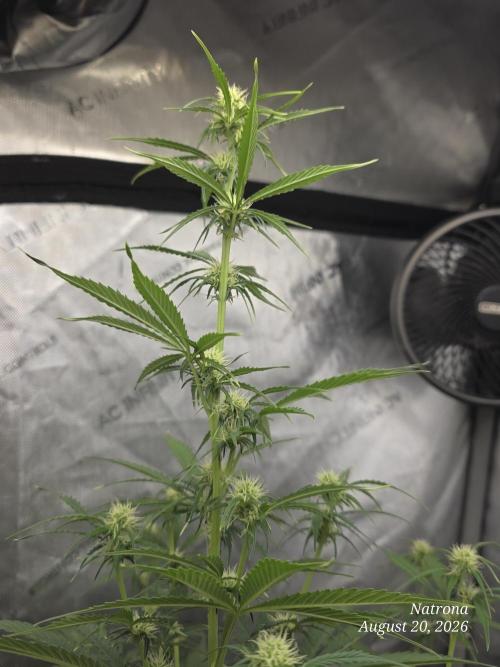 Sunset Sherbet auto. Week 6
