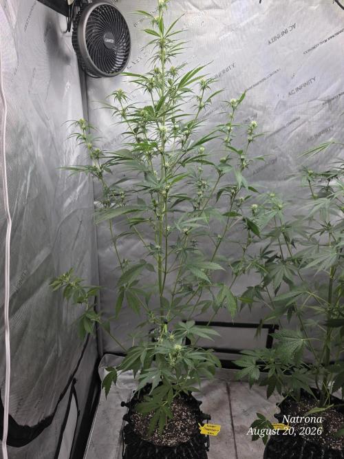 Sunset Sherbet auto. Week 6