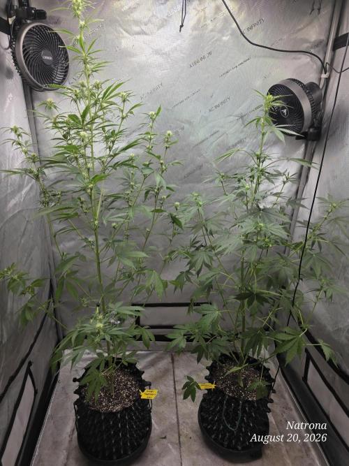 Sunset Sherbet auto. Week 6