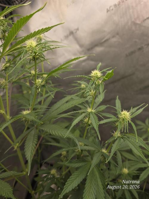 Sunset Sherbet auto. Week 6