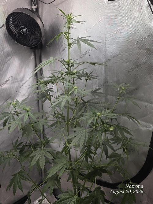 Sunset Sherbet auto. Week 6