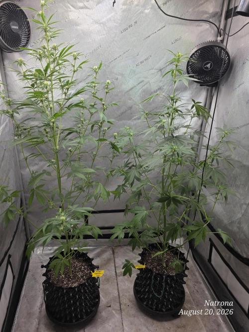 Sunset Sherbet auto. Week 6