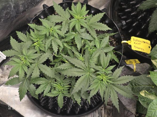 Tutankhamon Fast-Nokotech Simplex. Week 3