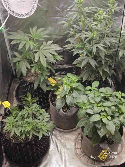 Tutankhamon Fast-Nokotech Simplex. Week 3