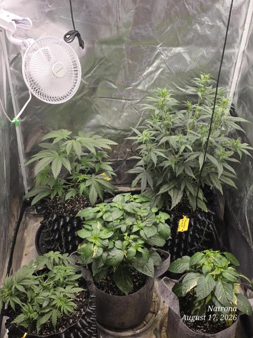 Tutankhamon Fast-Nokotech Simplex. Week 3
