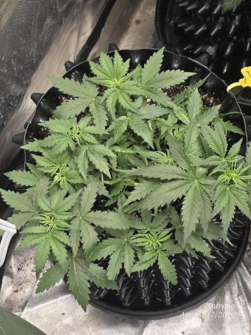 Tutankhamon Fast-Nokotech Simplex. Week 3
