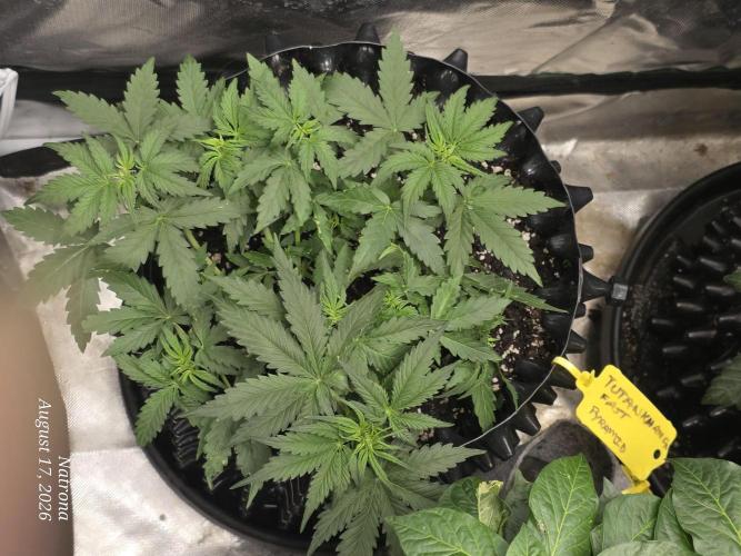 Tutankhamon Fast-Nokotech Simplex. Week 3