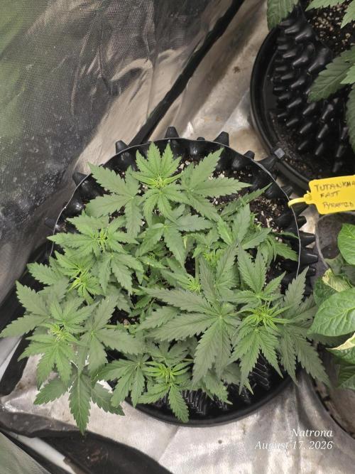 Tutankhamon Fast-Nokotech Simplex. Week 3