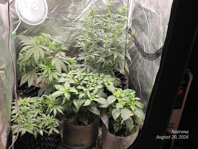 Tutankhamon Fast-Nokotech Simplex. Week 3
