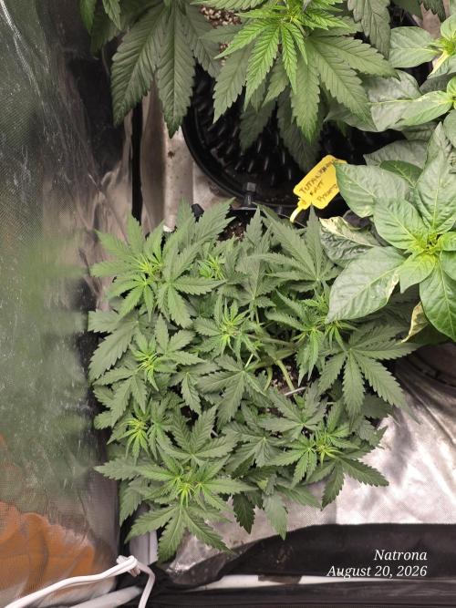 Tutankhamon Fast-Nokotech Simplex. Week 3