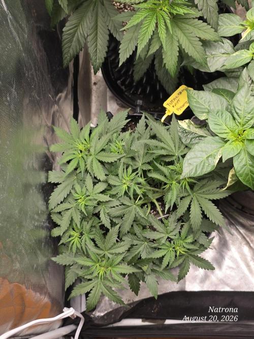 Tutankhamon Fast-Nokotech Simplex. Week 3