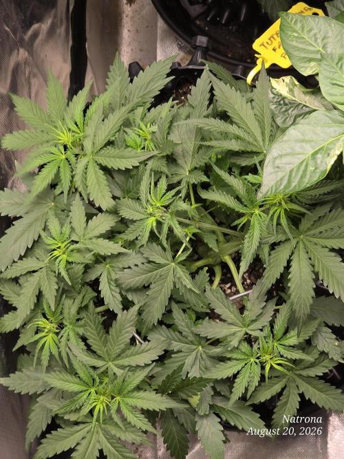Tutankhamon Fast-Nokotech Simplex. Week 3