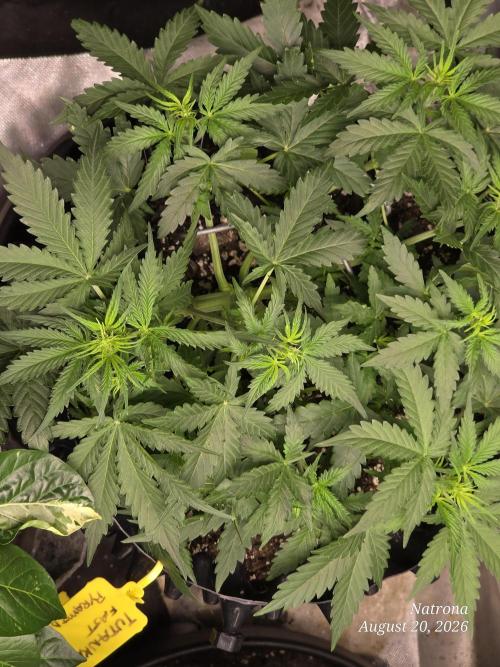 Tutankhamon Fast-Nokotech Simplex. Week 3