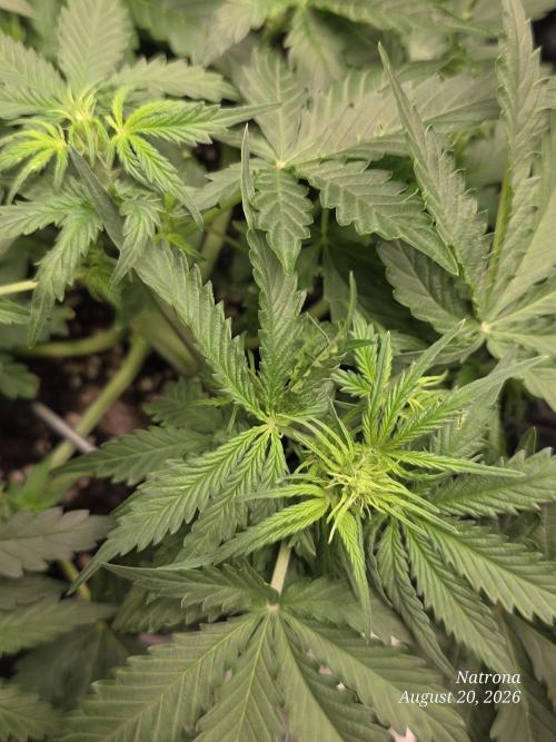 Tutankhamon Fast-Nokotech Simplex. Week 3