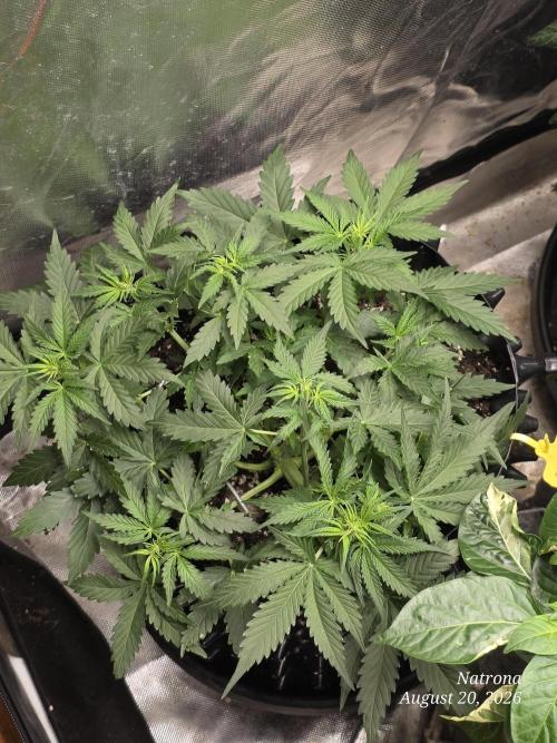 Tutankhamon Fast-Nokotech Simplex. Week 3