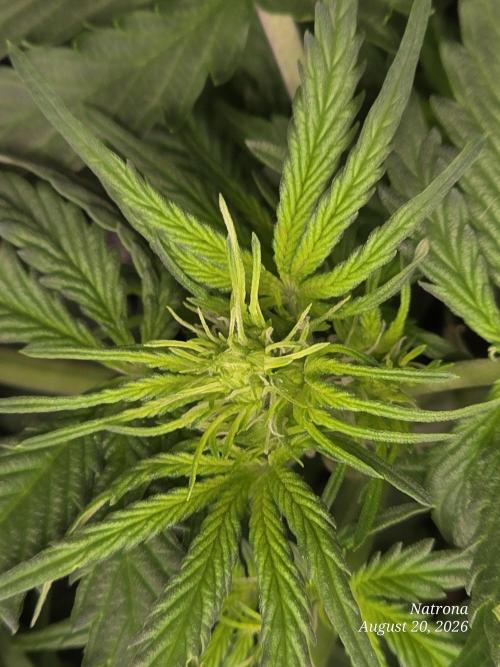 Tutankhamon Fast-Nokotech Simplex. Week 3