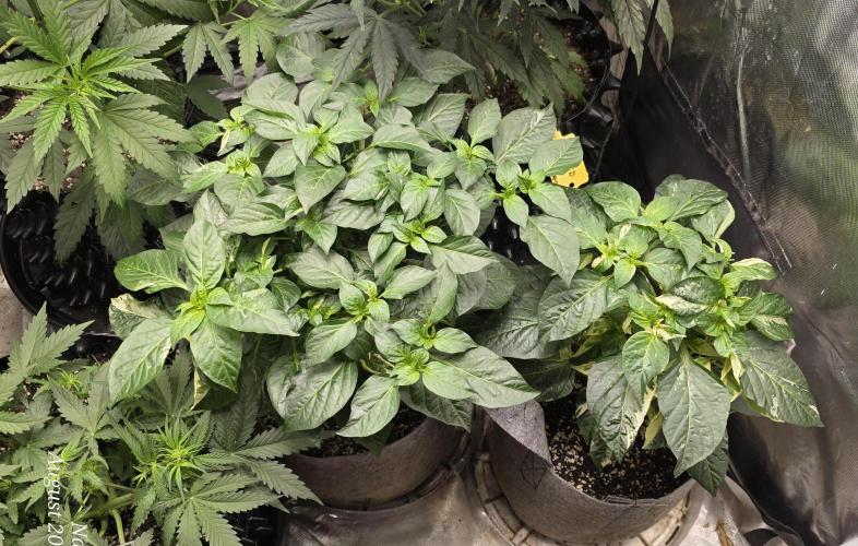 Tutankhamon Fast-Nokotech Simplex. Week 3